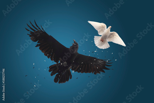 raven chasing a white dove