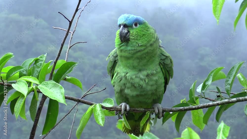 Mealy Parrot, Amazona farinosa, Loro Corona Azul, perched in the rain
