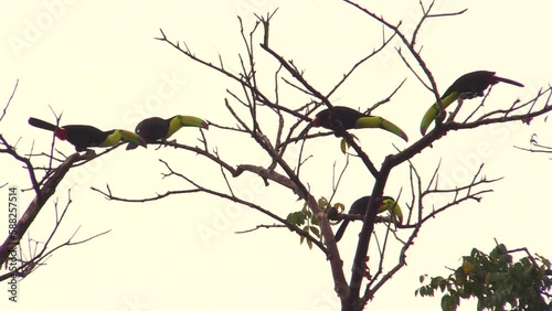 Canoe-billed Toucan Flock of five individuals vocalizing with displays moving and interacting on branches against a misty background at dawn. Lacandona, Chiapas, Mexico. photo