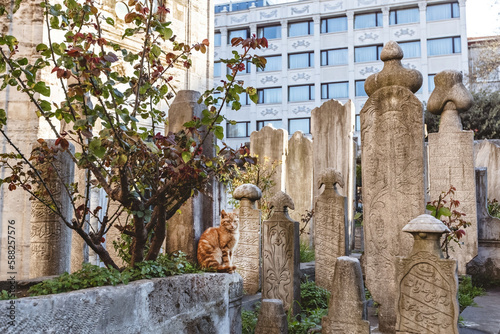 Grave stones and a red cat near Beyazid Mosque Istanbul Turkey photo