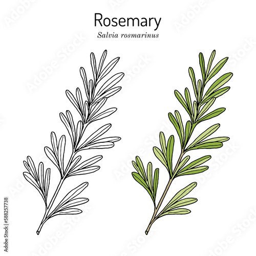 Rosemary, salvia rosmarinus, spice and medical herb