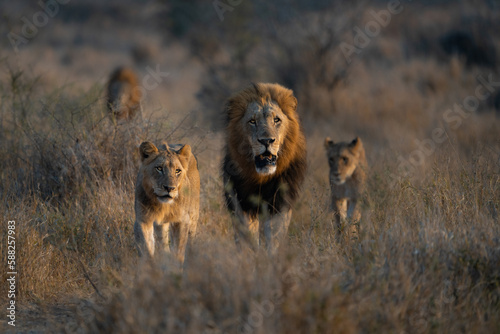 Bild auf Leinwand A lion pride walking through the dry savanna towards the camera, beautiful male lion in the middle