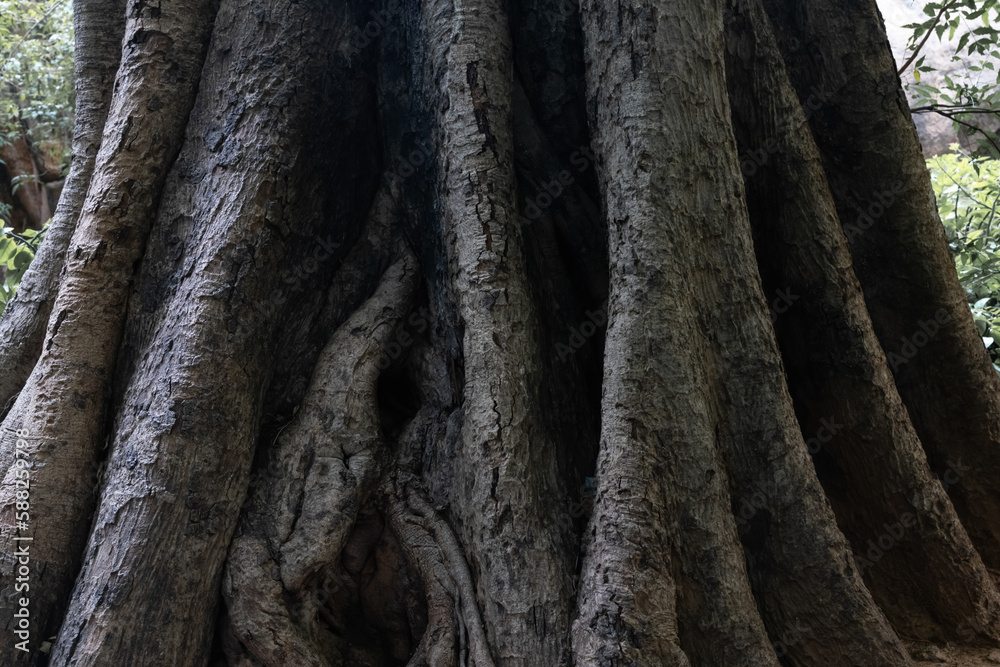 Sacred banyan tree with massive roots. The power of nature. Save trees. Ecology. The profession studies trees. trunk, more than 50 years old, with strange patterns. is bigger than 3 people to embrace. Sacred banyan tree with massive roots. The power of nature. Save trees. Ecology. The profession studies trees. trunk, more than 50 years old, with strange patterns. is bigger than 3 people to embrace.