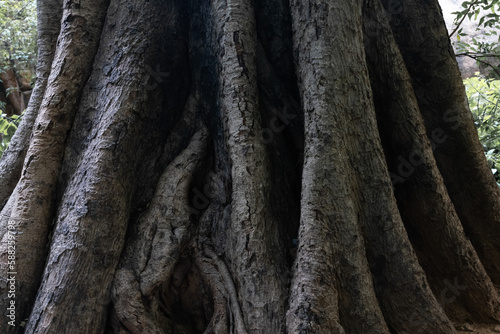 Sacred banyan tree with massive roots. The power of nature. Save trees. Ecology. The profession studies trees. trunk, more than 50 years old, with strange patterns. is bigger than 3 people to embrace.
