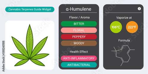 Cannabis Terpene Guide Information Chart. Aroma and Flavor with Health Benefits and Vaporize Temperature. Vector.