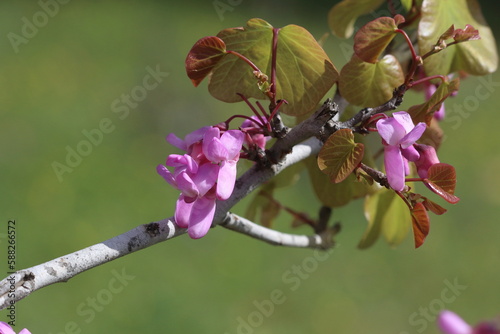 Cercis siliquastrum, commonly known as the Judas tree is a small deciduous tree  photo