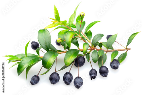 Myrtle branch with leaves and berries isolated on white background.