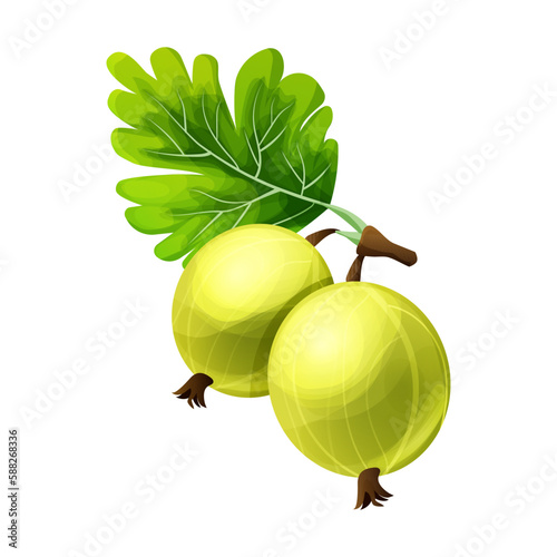 Gooseberry juicy plant in cartoon style isolated on white background. 