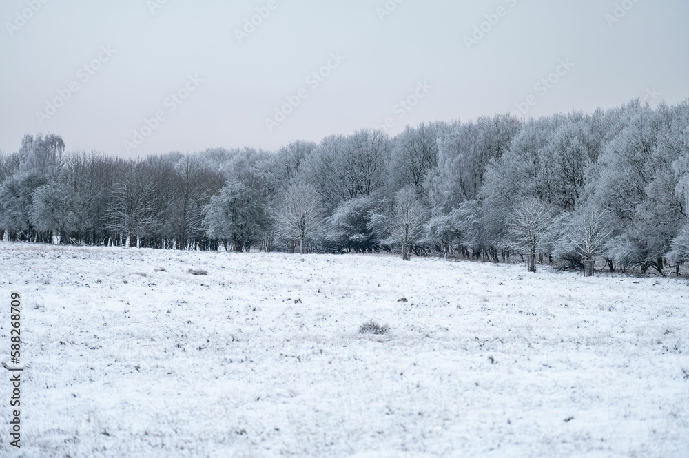 Scenic shot of snow field and white trees during winter Scenic shot of snow field and white trees during winter