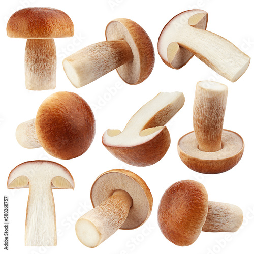 mushroom, boletus edulis, porcini, king bolete, isolated on white background, clipping path, full depth of field