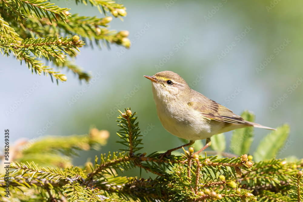 Naklejka premium willow warbler