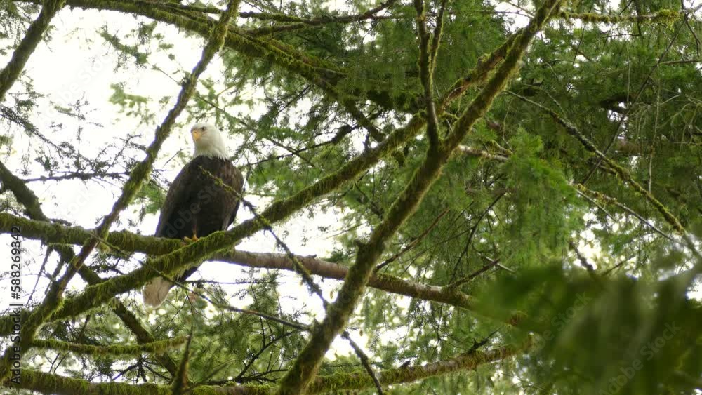 Bald eagle stands perched on tree branch gazing, looking around, Squamish Canada Bald eagle stands perched on tree branch gazing, looking around, Squamish Canada