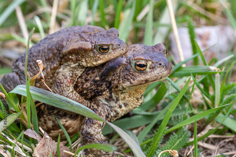 common toad common toad