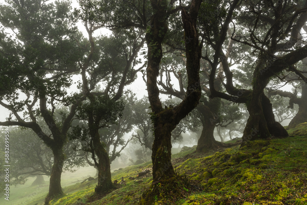 Ancient Laurel trees in Fanal forest, Madeira. Mystical foggy park with old trees. Ancient Laurel trees in Fanal forest, Madeira. Mystical foggy park with old trees.