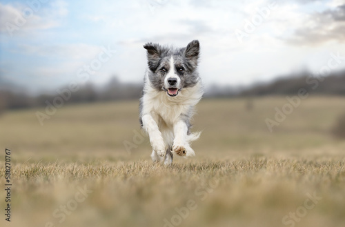 border collie dog © Dyrefotografi.dk
