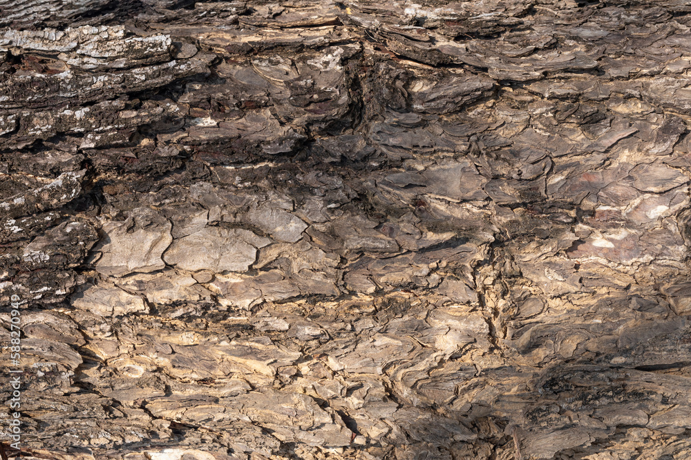 Black tree bark background Natural beautiful old tree bark texture According to the age of the tree with beautiful bark during the summer