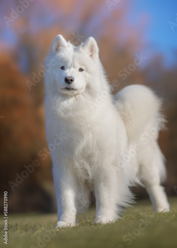 white dog