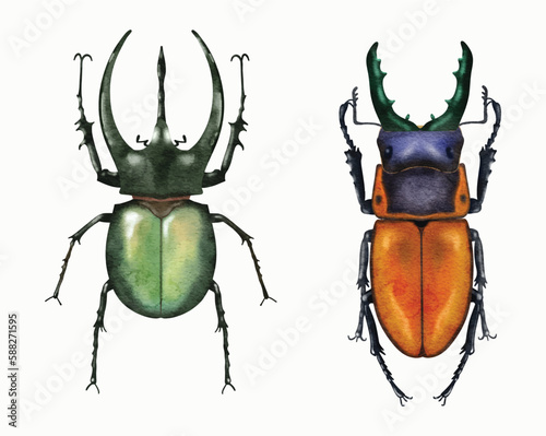 watercolor beetle illustration