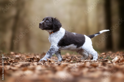 english springer spaniel puppy