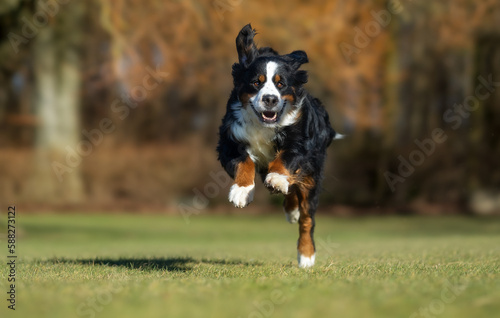 Dog running 