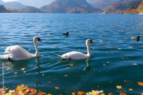 Fototapeta Naklejka Na Ścianę i Meble -  Slovenia, white swans on lake Bled, Slovenia