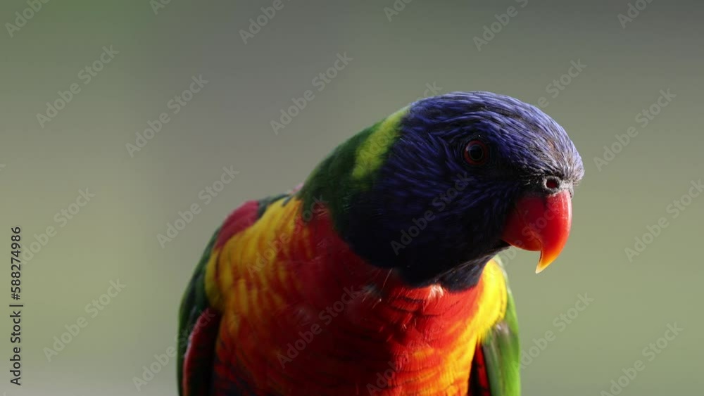 Close up of Loriini Bird on blurred background Close up of Loriini Bird on blurred background