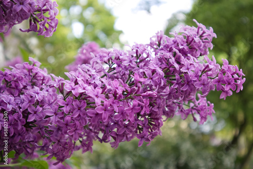 Blooming lilac bushes close up