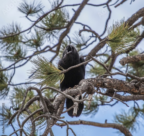 a black bird is sitting in a pine tree branch watching something