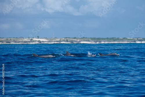 dolphins in the sea © FelySpring