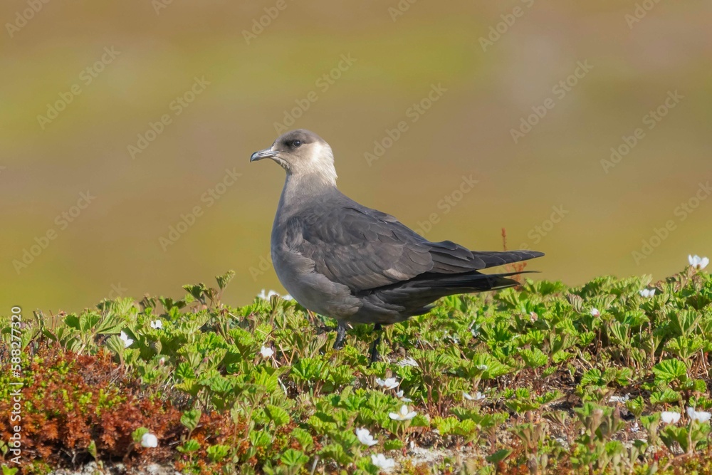 Arctic skua - parasitic jaeger - Stercorarius parasiticus - on ground with colorfull vagetation in background. Photo from Ekkeroy in Norway. Arctic skua - parasitic jaeger - Stercorarius parasiticus - on ground with colorfull vagetation in background. Photo from Ekkeroy in Norway.