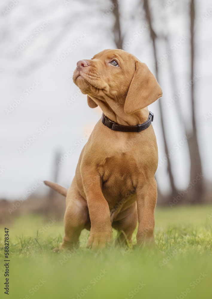Vizla puppies Vizla puppies
