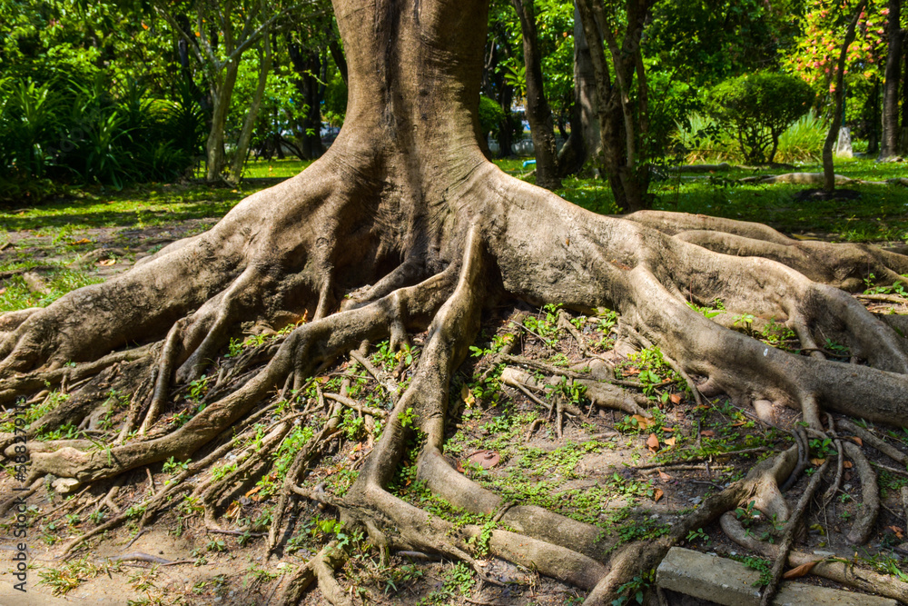 roots in the garden park Bangkok Thailand roots in the garden park Bangkok Thailand