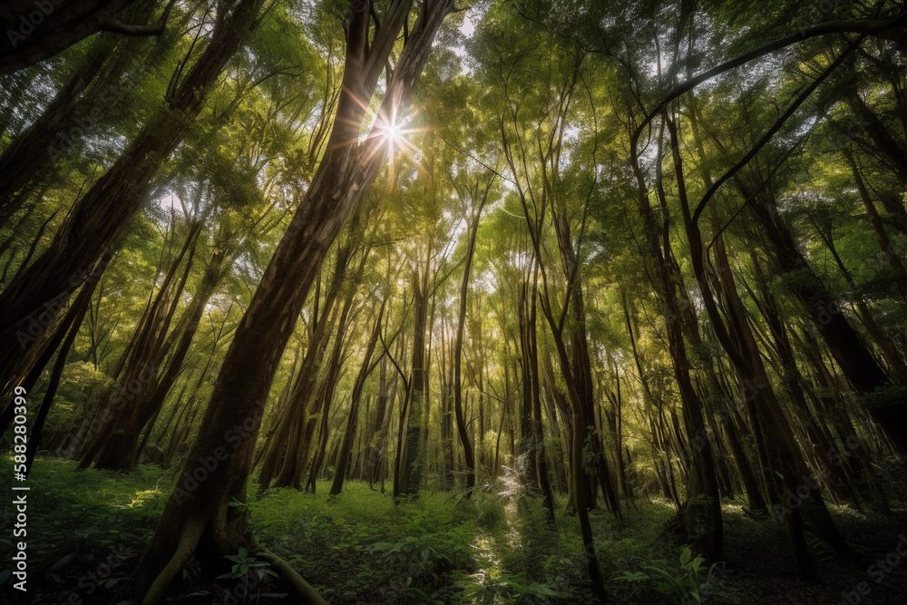 Fototapeta premium Aurora of the Forest: A Captivating Display of Sunlight through the trees