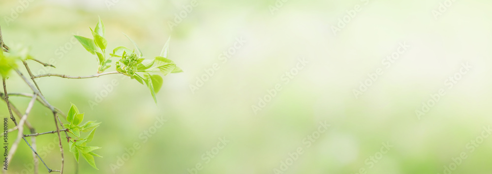 Obraz premium Springtime background or web banner with fresh green leaves. Bbranches on spring sunny day on blurred background with copy space for design.
