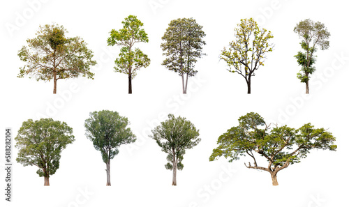 Collection of trees isolated  A beautiful trees from Thailand.