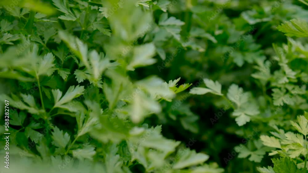 Parsley grows in the garden. Selective focus. Parsley grows in the garden. Selective focus.