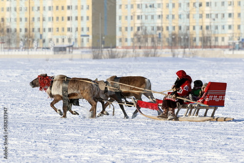 A female reindeer team rides against the background of the city of Nadym in Northern Siberia in Russia © pisotckii
