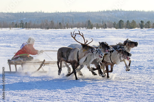 A reindeer team rushes across the tundra in the north of Western Siberia