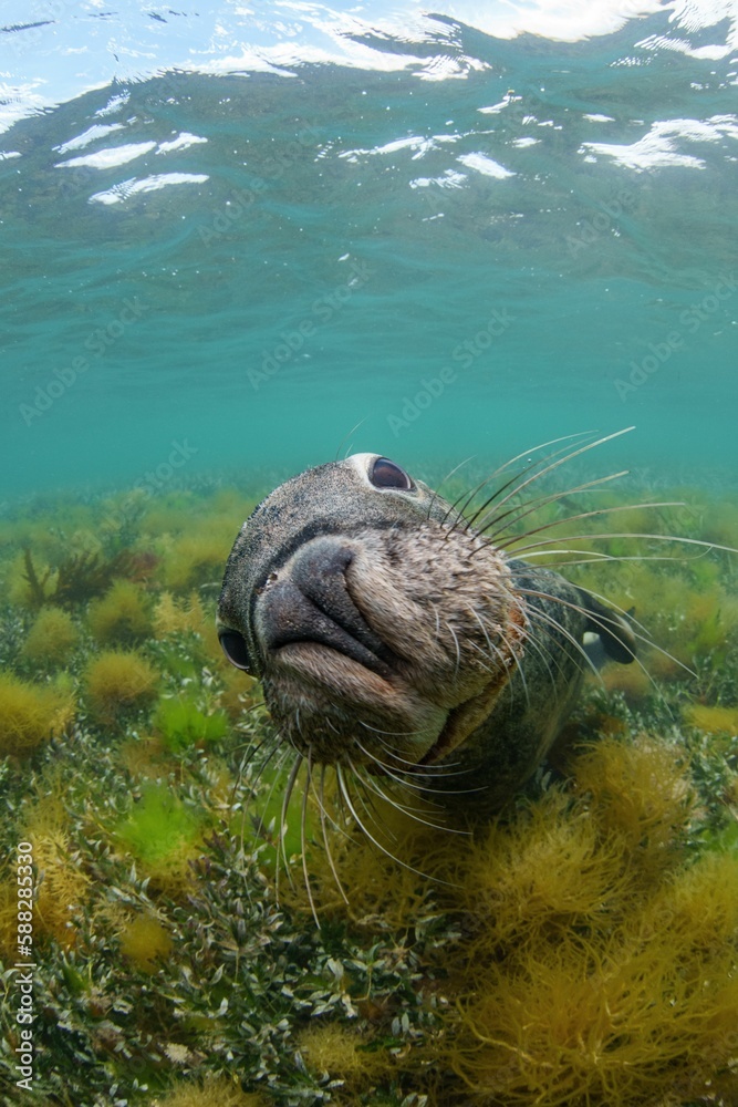 Closeup of a a funny sea lion under the clear water