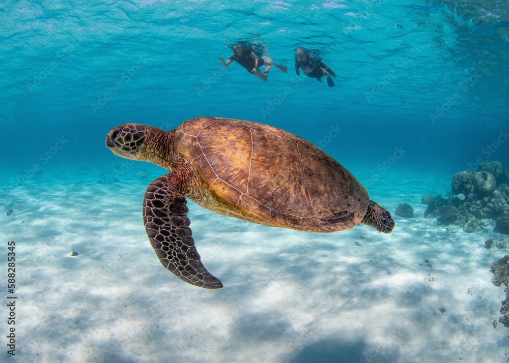 Obraz premium Beautiful sea turtle and divers under the ocean
