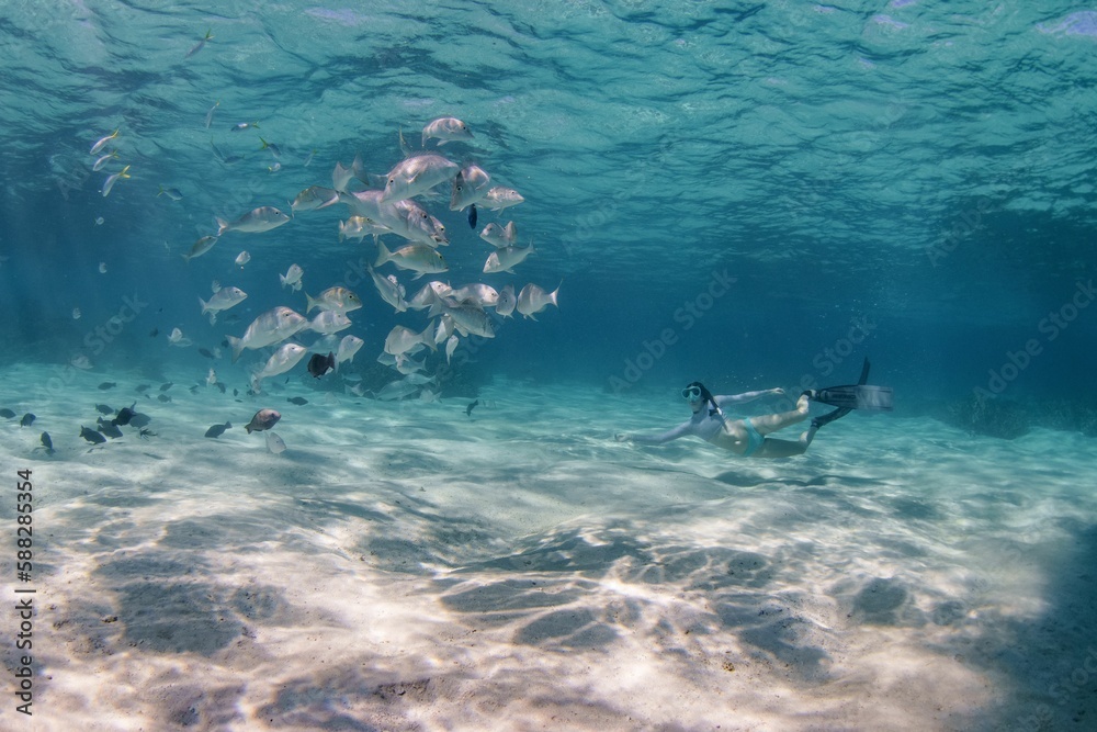 Obraz premium Female diver swimming with a shoal under the ocean