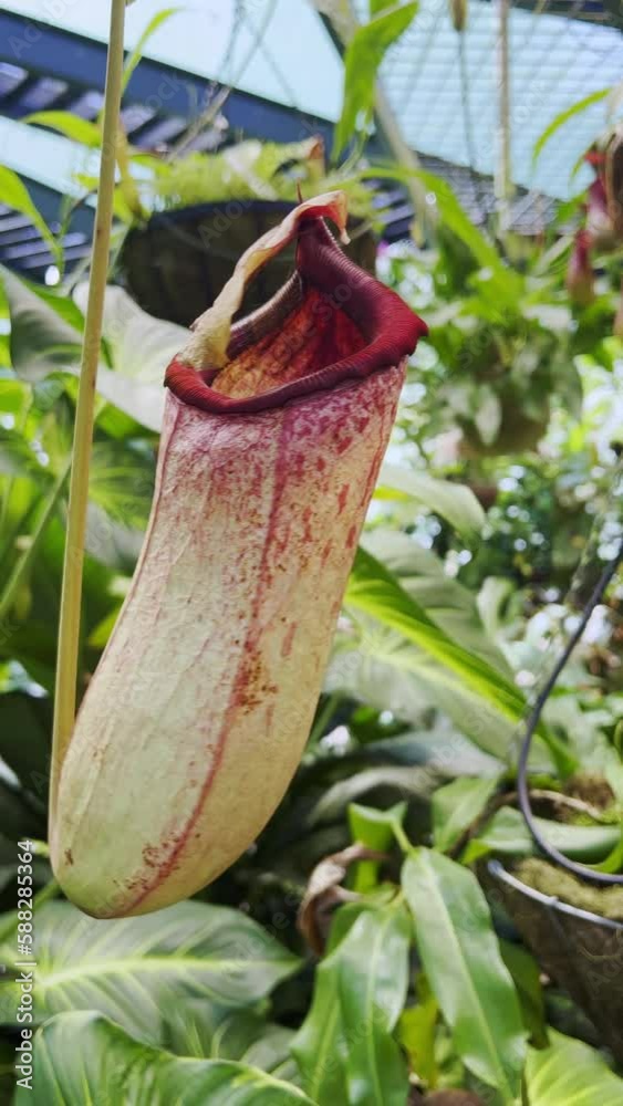 View of Nepenthes, tropical pitcher plants ,monkey cup.	