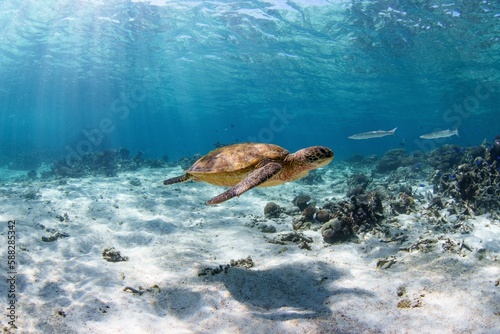 Beautiful sea turtle under the ocean
