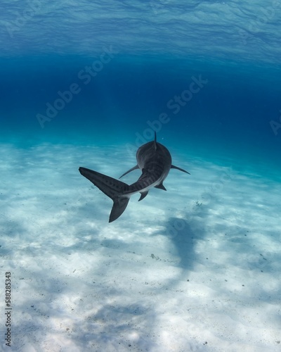 Photography Wild tiger shark (Galeocerdo cuvier) swimming under the ocean