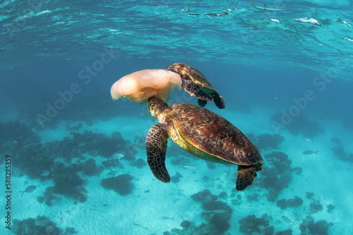 Green sea turtle (Chelonia mydas) playing with a jellyfish under the ocean