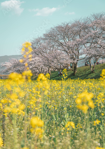藤原宮跡の菜の花と桜