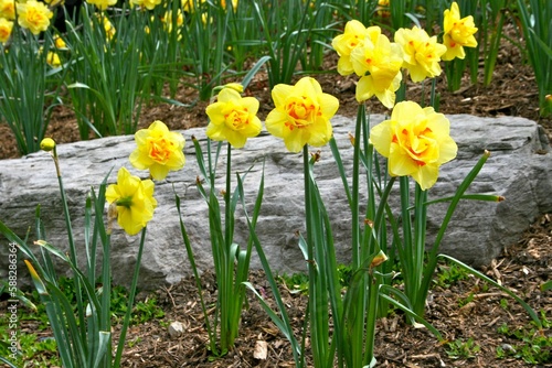 Beautiful shot of Narcissus pseudonarcissus (Wild Daffodil)  flowers growing in a garden