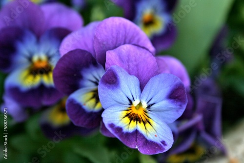Closeup shot of Viola cornuta flowers
