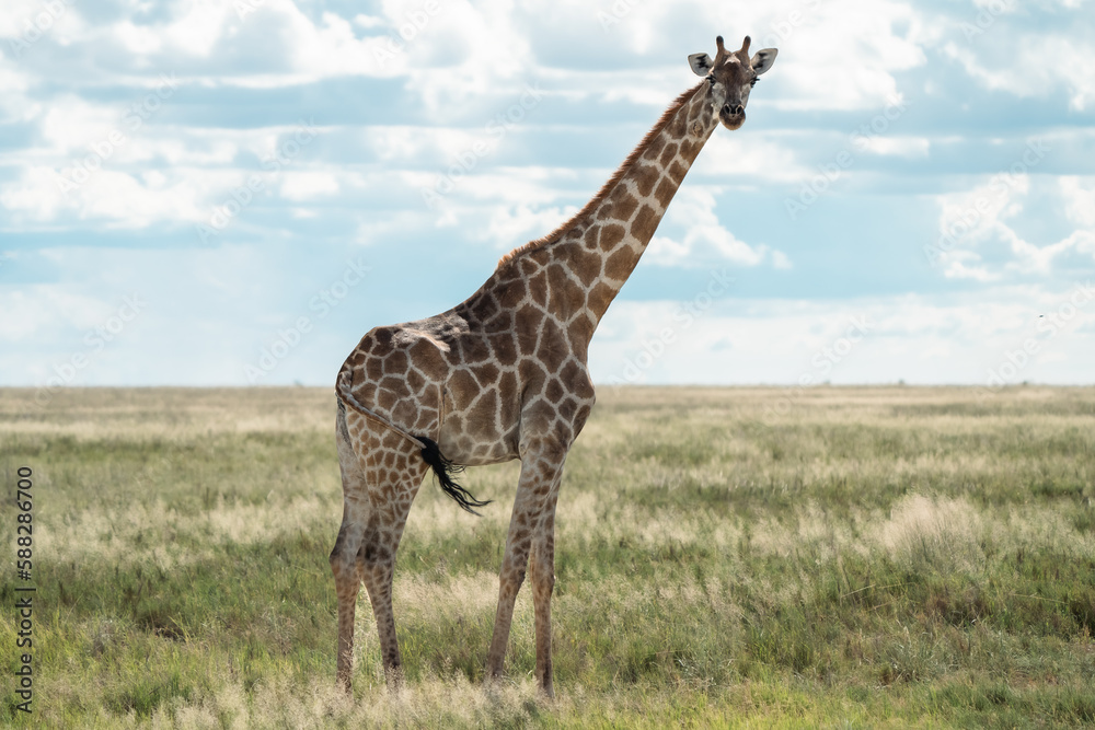 Obraz premium single giraffe standing in the savannah in the wild in africa looking in the camera