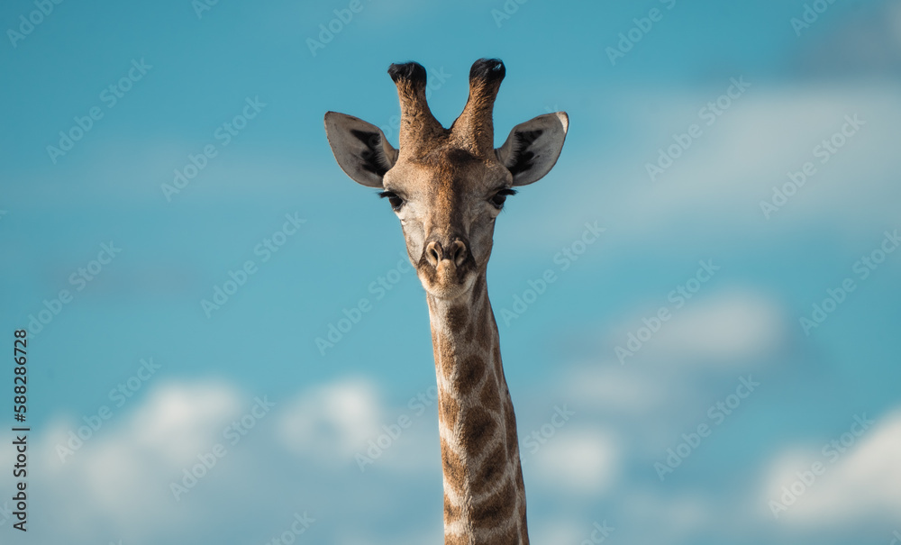 Fototapeta premium Humorous Wild Giraffe Looking Directly into Camera